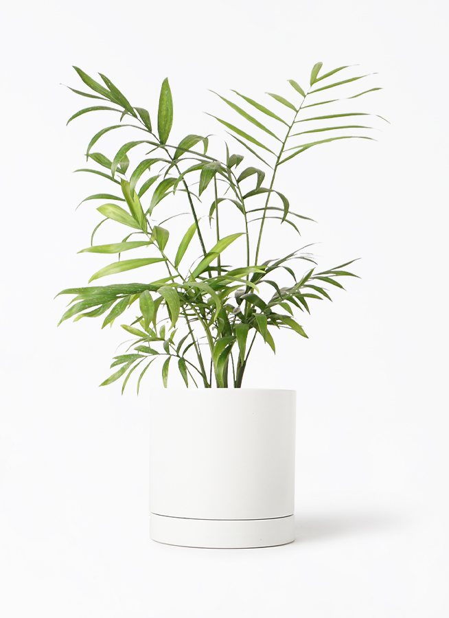 テーブルヤシ 4号 | 観葉植物 | インテリアやギフトに - Hitohana
