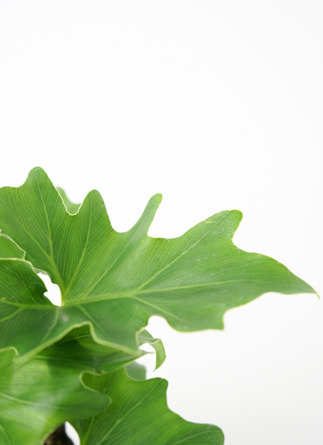 観葉植物 フィロデンドロン 3号 セローム ヒトデカズラ アダ キューブ