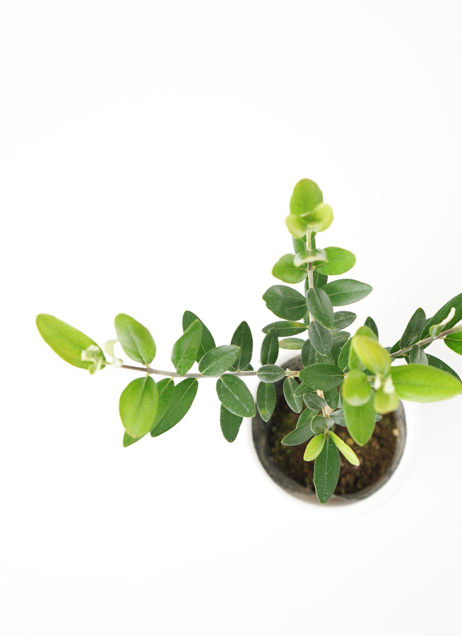 観葉植物 オリーブの木 3号 Halley(ハレー) ブロンズ 付き | 観葉植物