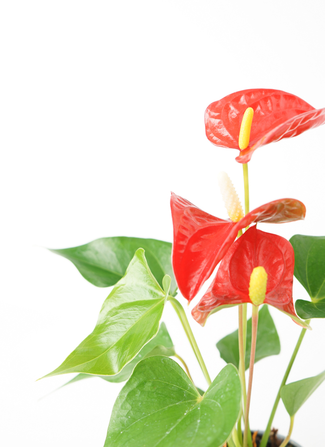 観葉植物 アンスリウム 3号 レッド プラスチック鉢 | 観葉植物なら