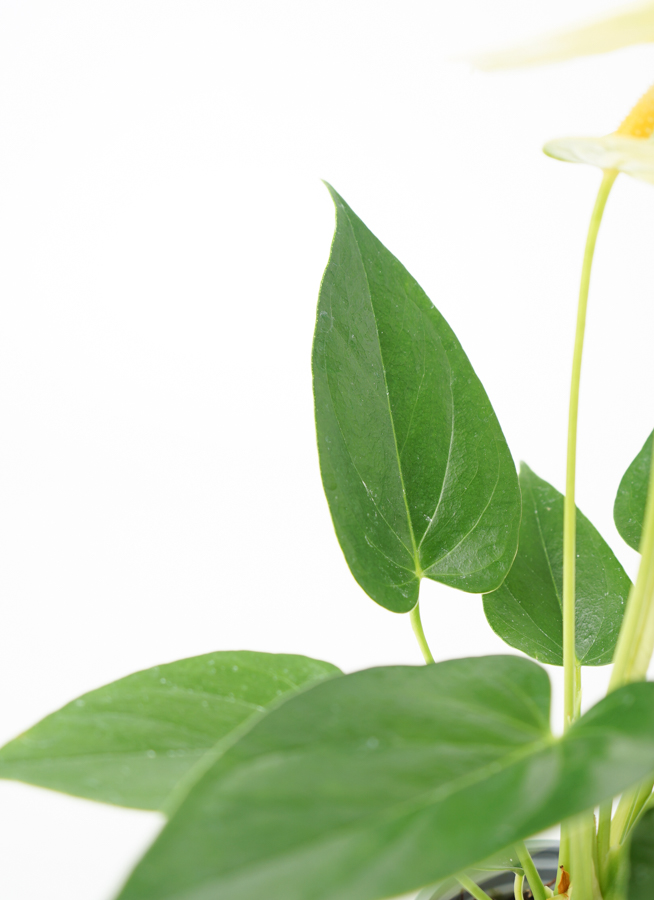 HS　アンスリウム 観葉植物 アンスリウム 3号 ホワイト Color Crack(カラー