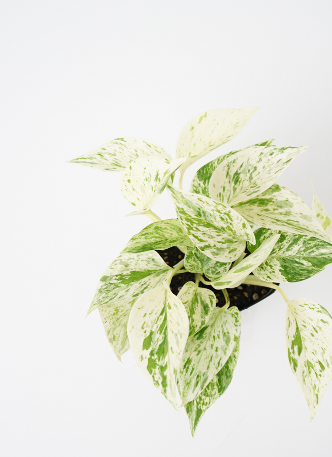 観葉植物 ポトス 3号 斑入り Color Crack(カラークラック) 付き | 観葉