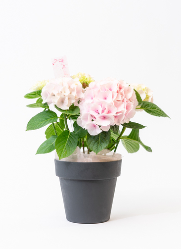 母の日 鉢花 あじさい コットンキャンディ ブラックポット 鉢花ならhitohana ひとはな