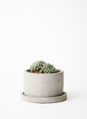 観葉植物 ハオルチア 3号 オブツーサ白 ストーンポット 植え替えキット付き 観葉植物ならhitohana ひとはな