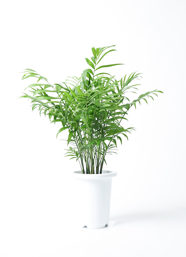 観葉植物 テーブルヤシ 6号 プラスチック鉢 | 観葉植物ならHitoHana