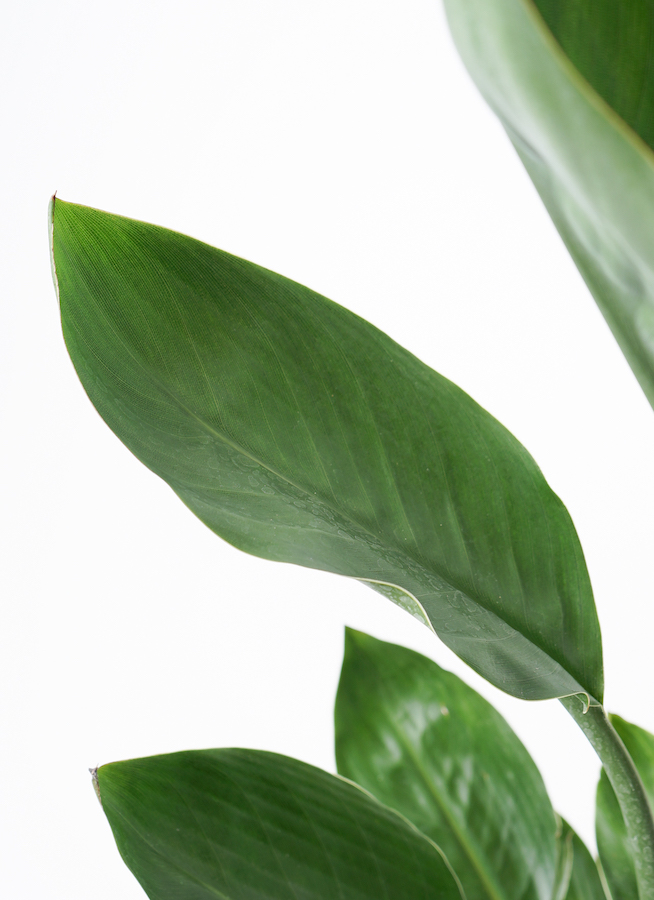 観葉植物 ストレリチア レギネ 7号 FiberCray（ファイバークレイ