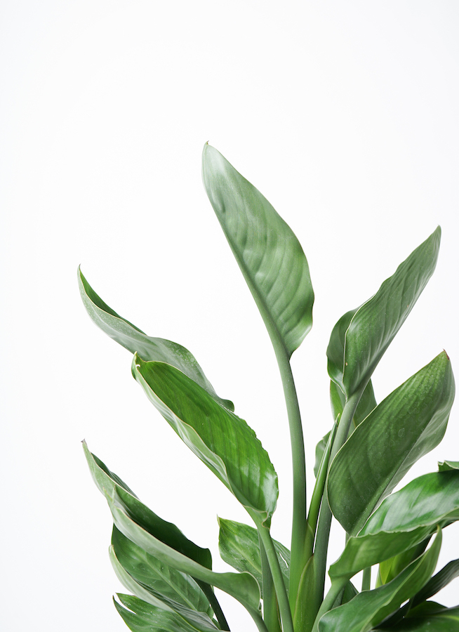 観葉植物 ストレリチア レギネ 7号 FiberCray（ファイバークレイ