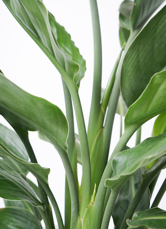 観葉植物 ストレリチア レギネ 7号 FiberCray（ファイバークレイ