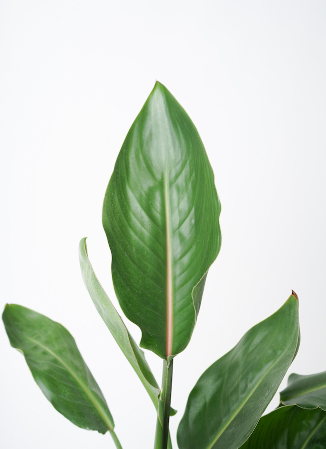 観葉植物 ストレリチア レギネ 7号 FiberCray（ファイバークレイ