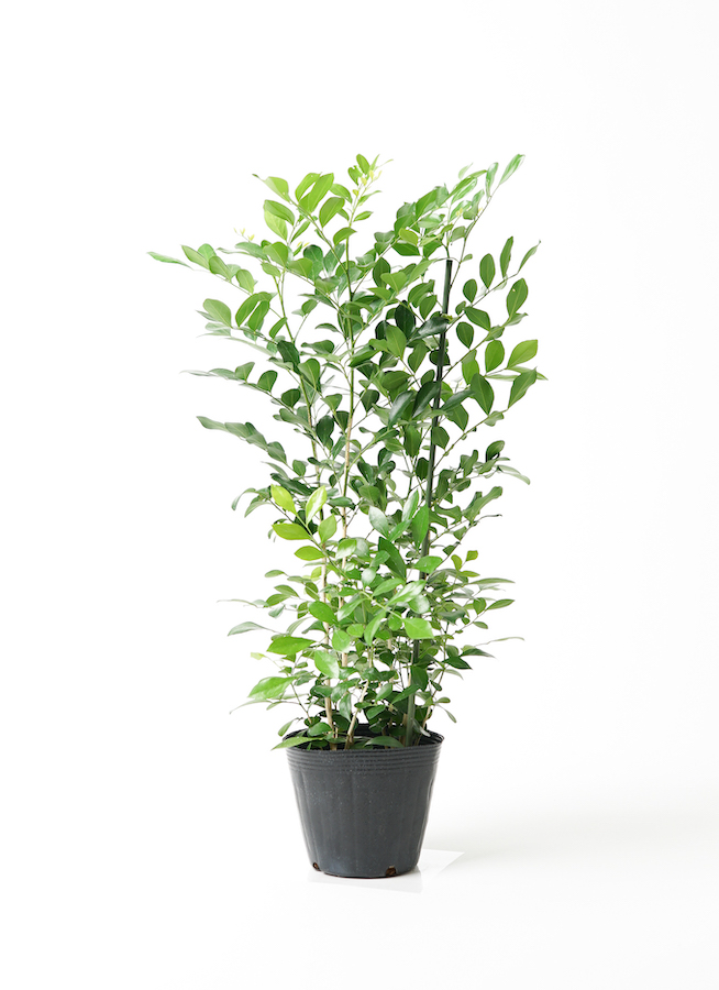 観葉植物 シルクジャスミン（げっきつ） 5号 エドラ B 付き | 観葉植物