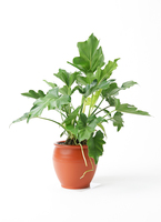 K■フィロデンドロン・セローム/ヒトデカズラ/高さ85cm/葉38cm 観葉植物 フィロデンドロン 3号 セローム ヒトデカズラ ラーケル