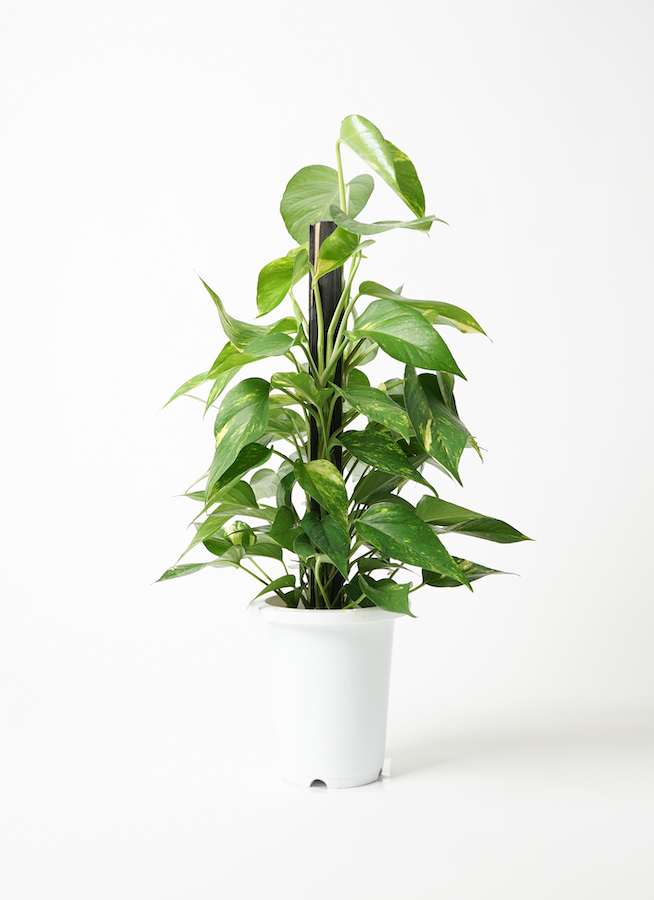 その他観葉植物 user_1242a77b pothos-917_1.jpg?1656660084