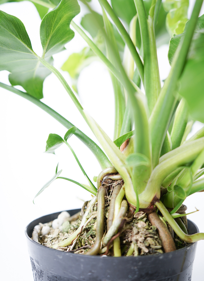 引き取り限定　フィロデンドロン　セローム　6号　幹曲がり　観葉植物 引き取り限定 フィロデンドロン セローム 6号 幹曲がり 観葉植物