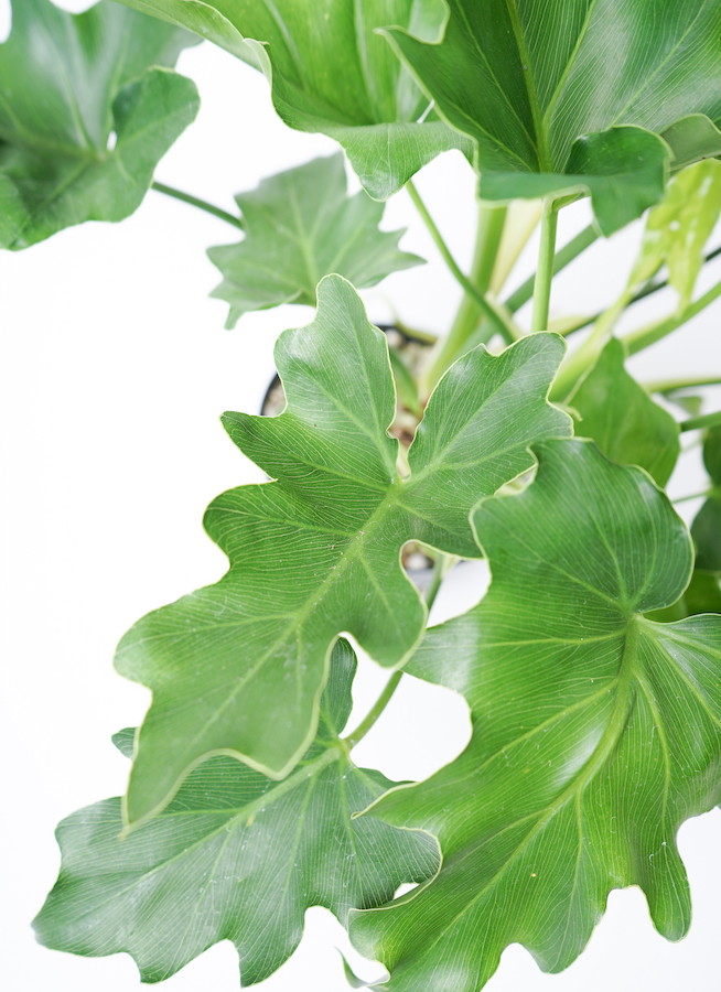 観葉植物 フィロデンドロン 6号 セローム ヒトデカズラ スタンダード