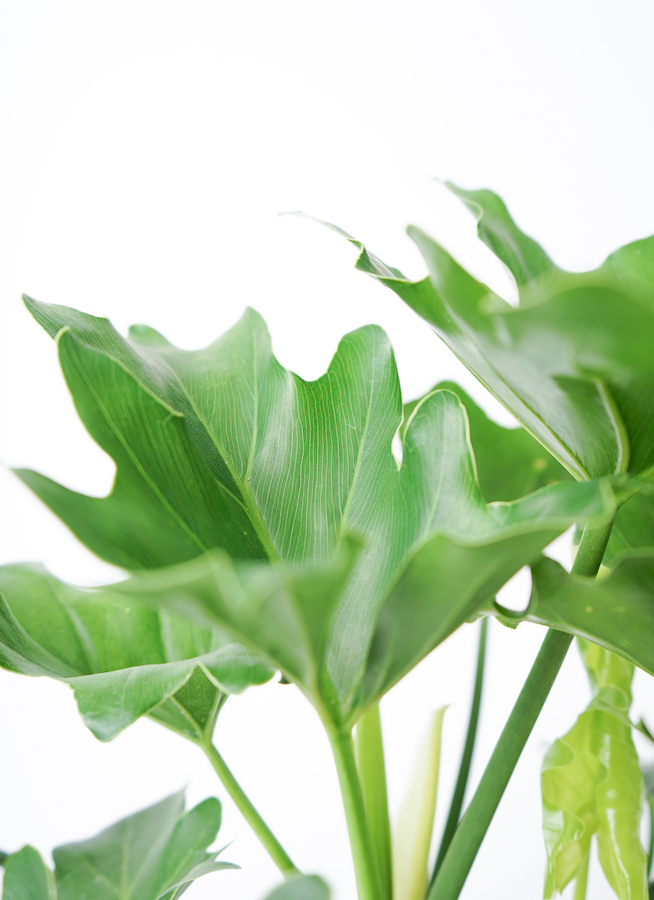 観葉植物 フィロデンドロン 6号 セローム ヒトデカズラ スタンダード