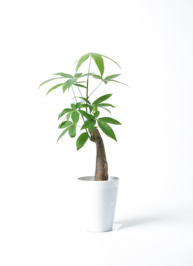 【在庫あり/即出荷可】 5号 パキラ 観葉植物 朴 観葉植物ならHitoHana | プラスチック鉢 パキラ