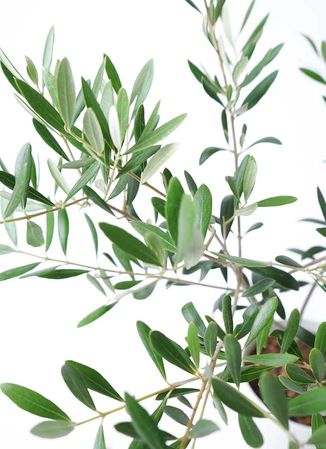 【2024年3月末まで】オリーブ2本(結実します)+植木鉢  5000円 MEDEL GREEN ◇ オリーブ苗木 黒プラ樹脂鉢 専用ギフトBOX仕様 ◇ BOX