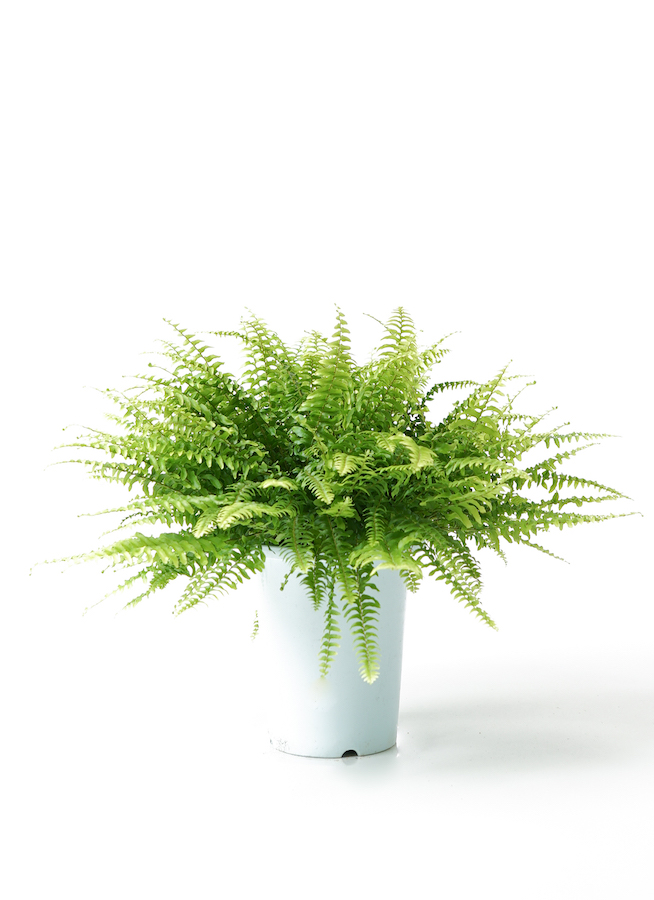 観葉植物 ネフロレピス 5号 プラスチック鉢 | 観葉植物ならHitoHana