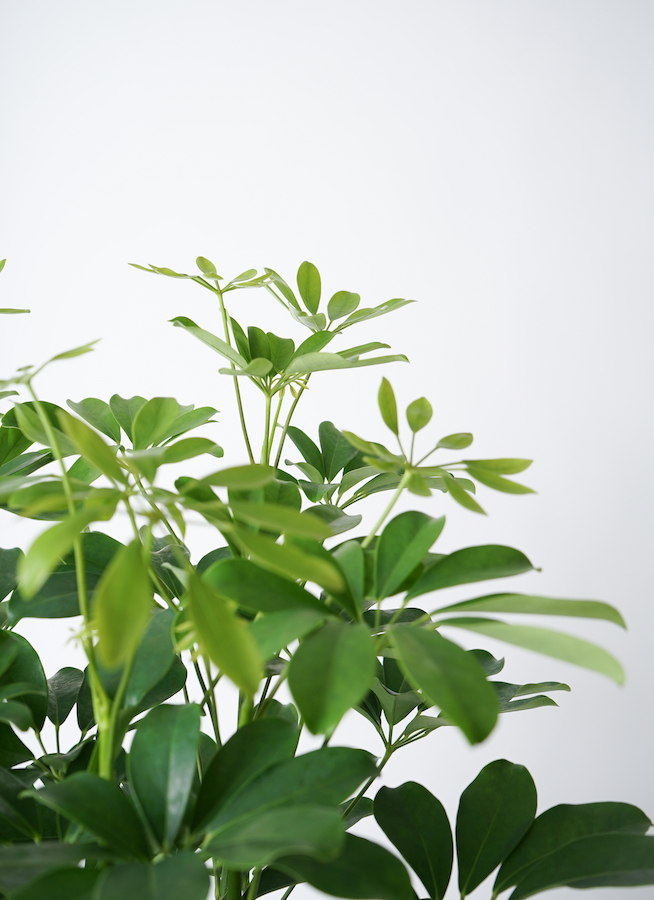 観葉植物 シェフレラ（カポック） 7号 ノーマル プラスチック鉢 | 観葉
