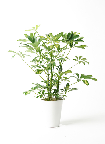 観葉植物 カポック（シェフレラ） 5号 斑入り プラスチック鉢 | 観葉