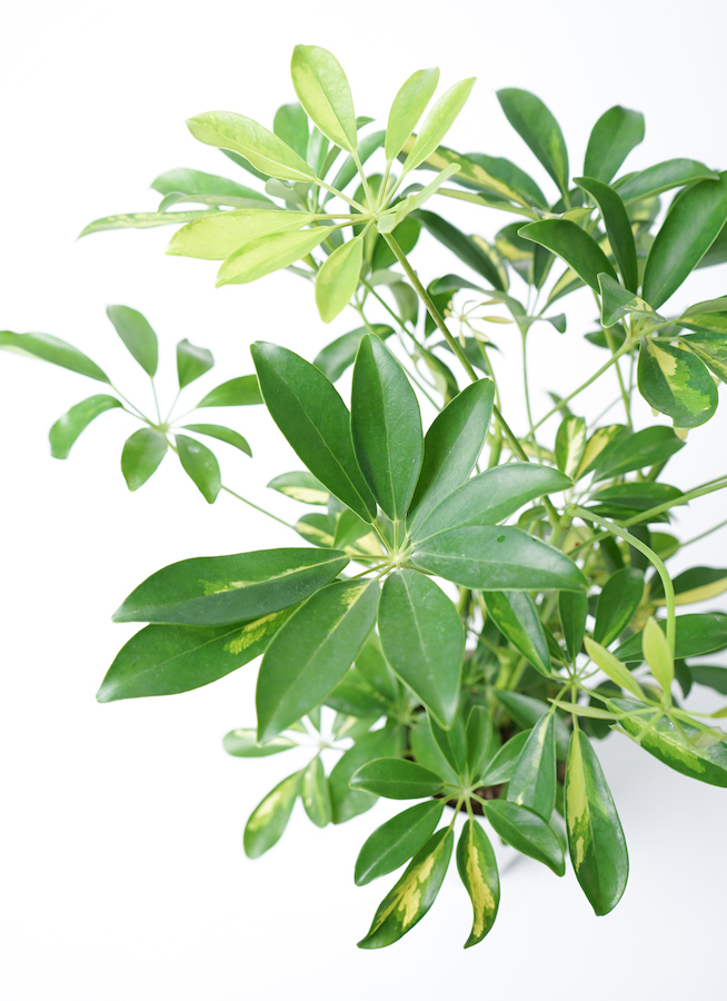 観葉植物 シェフレラ（カポック） 5号 斑入り ライク ラウンド グレー