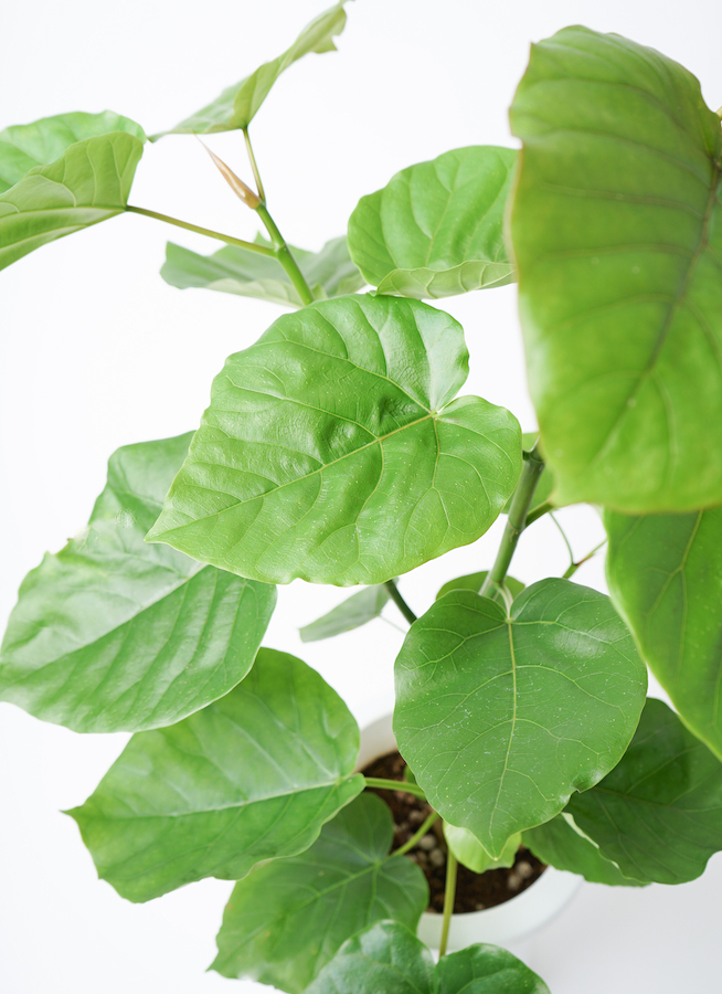 観葉植物 フィカス ウンベラータ 7号 ノーマル プラスチック鉢 | 観葉