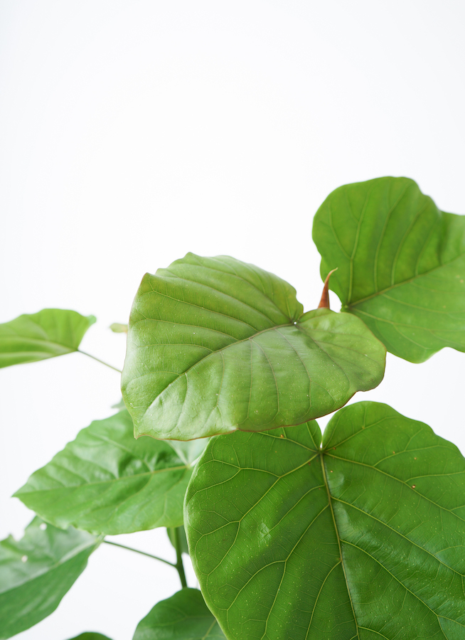 観葉植物 フィカス ウンベラータ 7号 ノーマル ラスターポット White 付き 観葉植物ならhitohana ひとはな