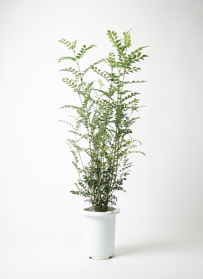 観葉植物 シマトネリコ 7号 プラスチック鉢 | 観葉植物ならHitoHana