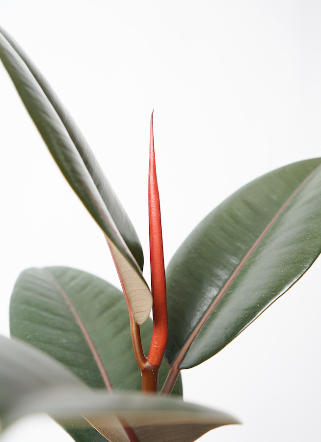 観葉植物 フィカス バーガンディ 5号 ノーマル プラスチック鉢 | 観葉