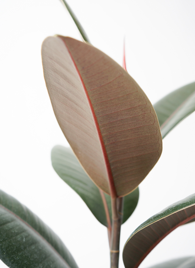 観葉植物 フィカス バーガンディ 5号 ノーマル プラスチック鉢 | 観葉