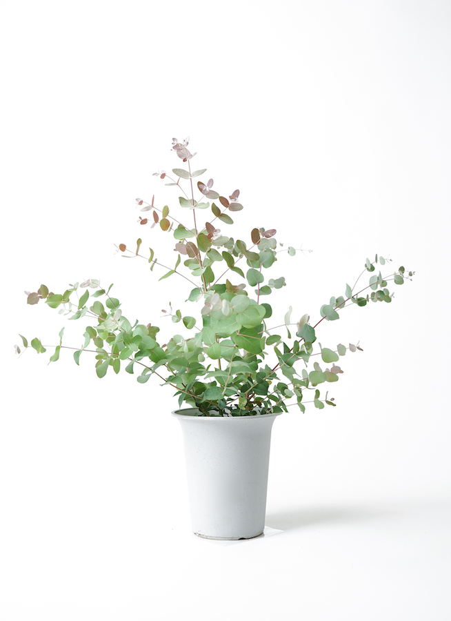 観葉植物 ユーカリ 6号 グニー ボサ造り プラスチック鉢 | 観葉植物