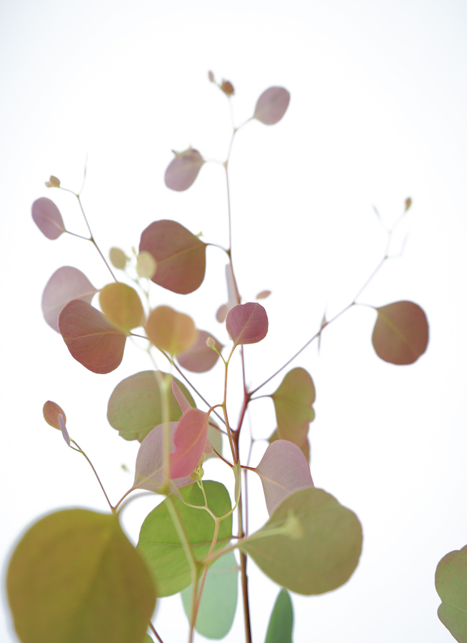 観葉植物 ユーカリ 6号 ポポラス（ポリアンセモス） レザー