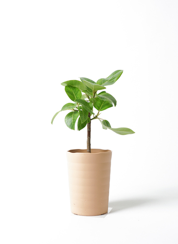 観葉植物 フィカス アルテシーマ 6号 ストレート プラスチック鉢