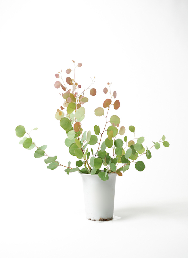 ポポラス　/ 546 ポポラス / 546 ポポラス / 546 Amazon.com: ZANURA 59