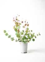 観葉植物 ユーカリ 6号 ポポラス（ポリアンセモス