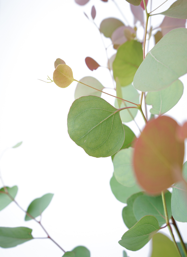 ユーカリ　ポポラス　/97 ユーカリ・ポポラス L | 観葉植物の通販 AND PLANTS (アンド