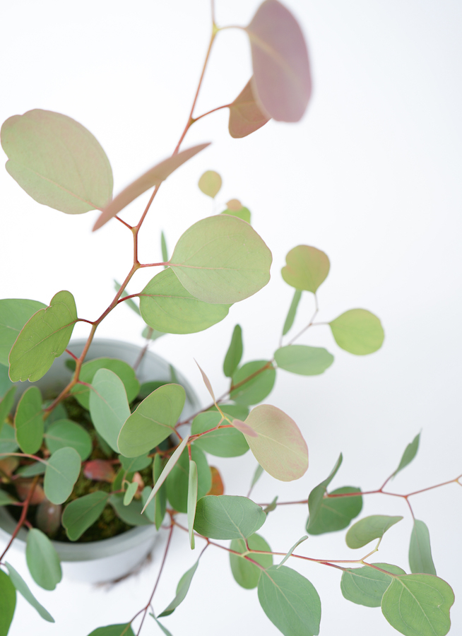 観葉植物 ユーカリ 6号 ポポラス（ポリアンセモス） スタンダード