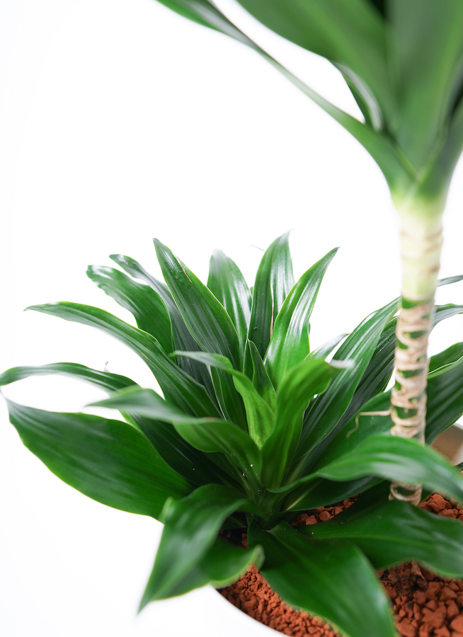 観葉植物 ドラセナ コンパクター 6号 Ceramic Pot (セラミック) 付き 観葉植物 ドラセナ コンパクター 6号 Ceramic Pot (セラミック) 付き