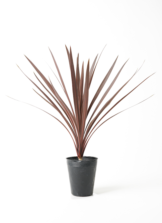 観葉植物 コルディリネ レッドスター 5号 シリンドリコ