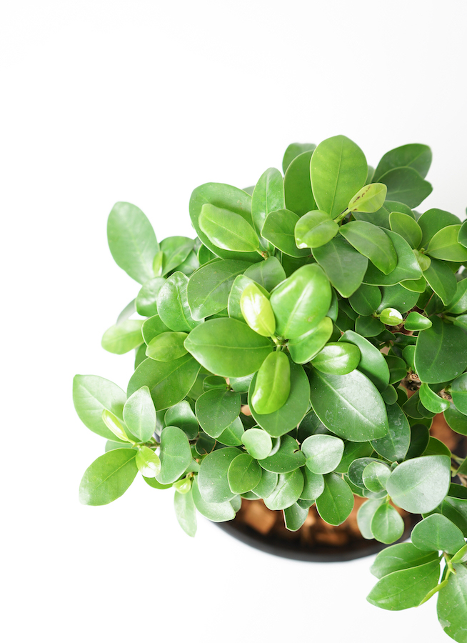 観葉植物 ガジュマル 7号 股仕立て プラスチック鉢 | 観葉植物