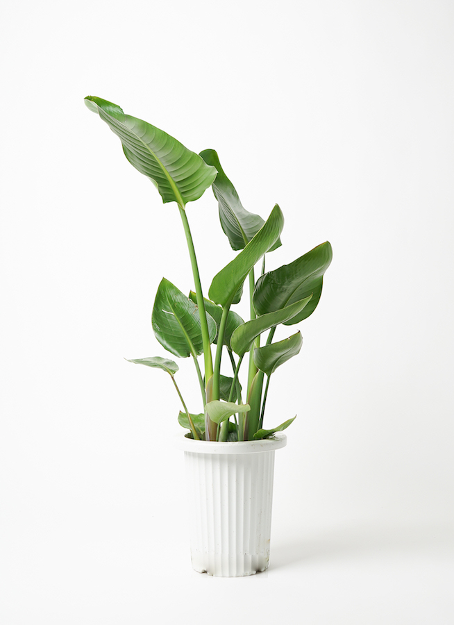 その他観葉植物 Latte 観葉植物 ユッカ 8号 曲り プラスチック鉢 | 観葉植物なら