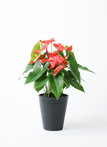 観葉植物 アンスリウム 7号 レッド プラスチック鉢 | 観葉植物なら 