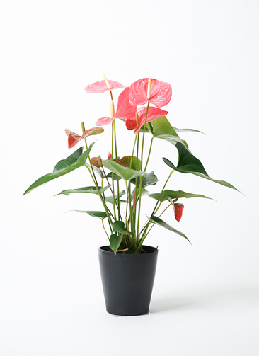 アンスリューム写真全部5鉢五寸 anthurium-1256_1.jpg?1656660547