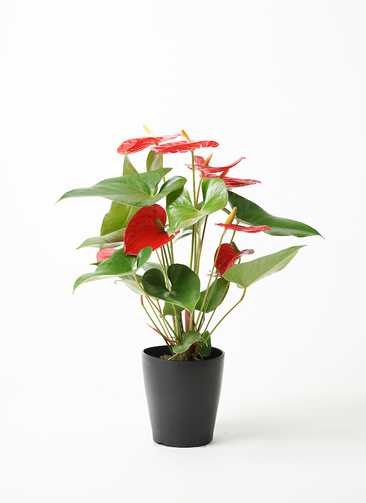 anthurium-1257_1.jpg?1656660550
