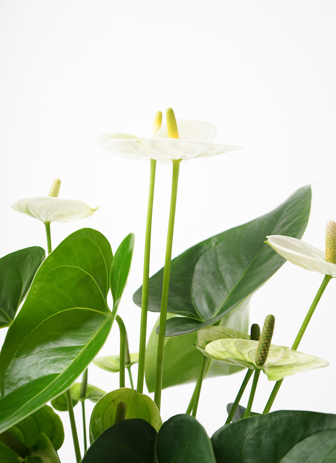 観葉植物 アンスリウム 5号 ホワイト プラスチック鉢 | 観葉植物なら