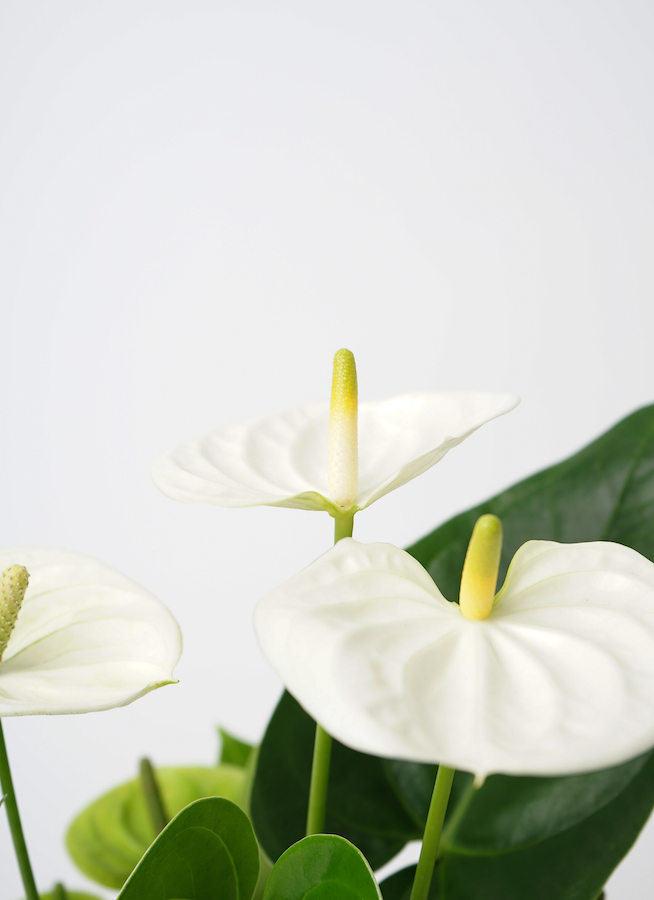 観葉植物 アンスリウム 5号 ホワイト プラスチック鉢 | 観葉植物なら