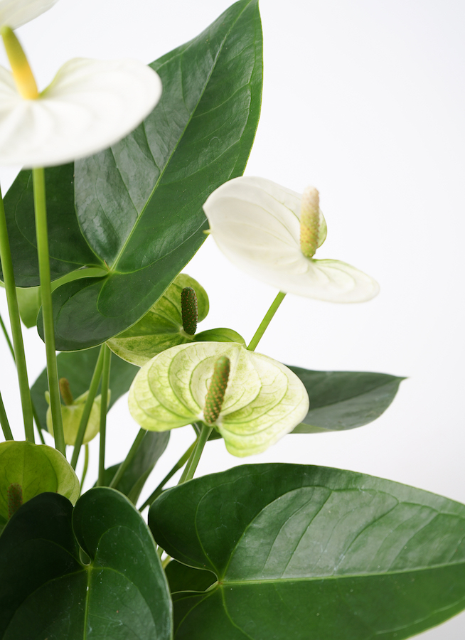 観葉植物 アンスリウム 5号 ホワイト インティ M 濃グレイ 付き | 観葉