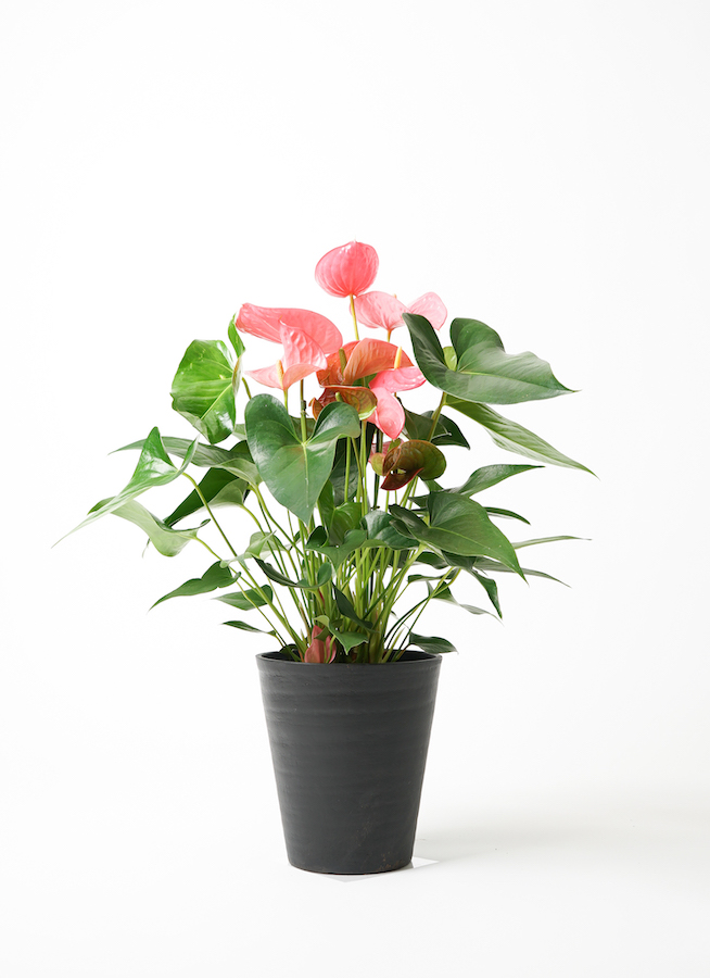 HIPOTA ブローチ アンスリウム anthurium-1254_1.jpg?1656660585