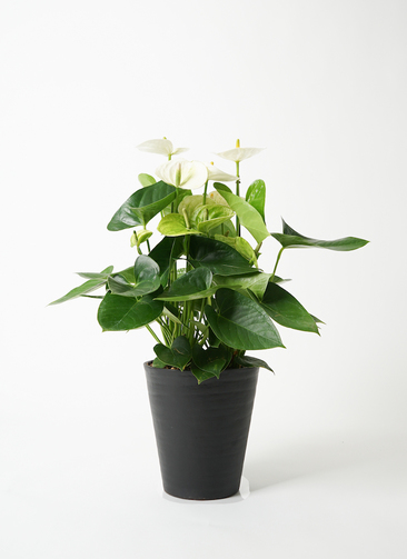 観葉植物 アンスリウム 5号 ホワイト プラスチック鉢 | 観葉植物なら