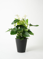 観葉植物 アンスリウム 5号 ホワイト プラスチック鉢 | 観葉植物なら